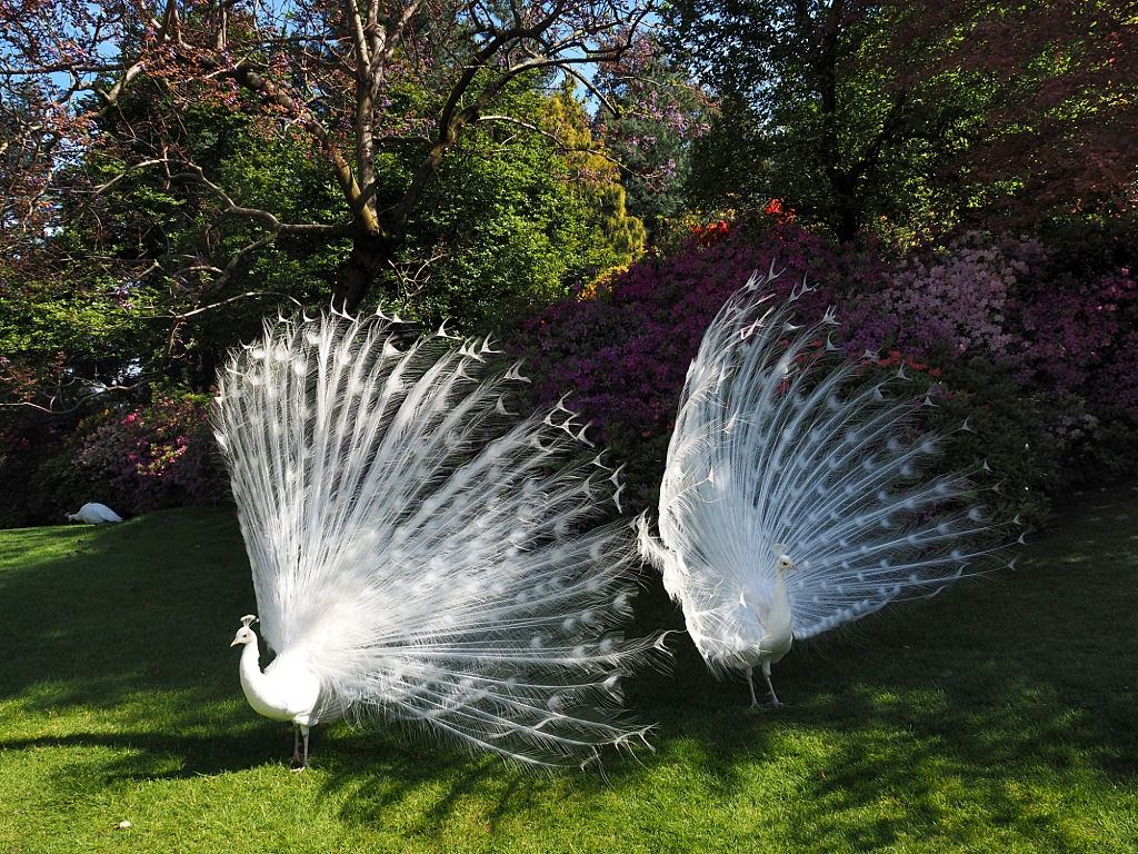 Two white peacocks displaying their train of feathers.