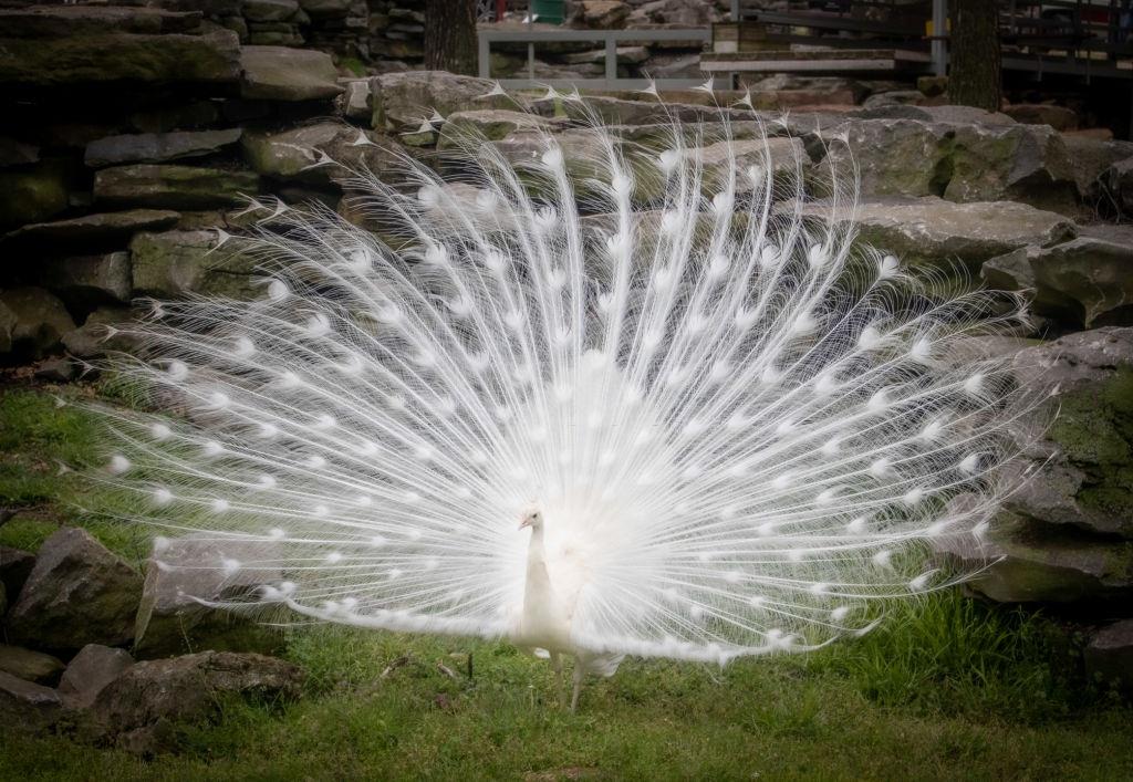 The majestic beauty of White peacock.