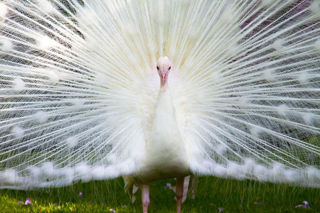 Close-up of white peacock on field.