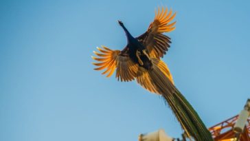 Peacock flying