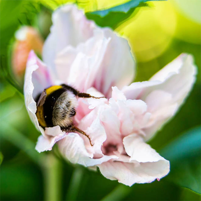 According to Earthwatch Institute, bees are the most important living organism on our planet.