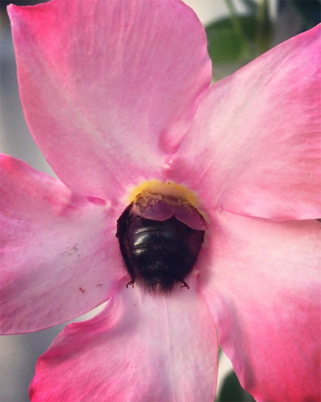 Bumblebees with pollen on their Butts Who Fell Asleep Inside the Flowers