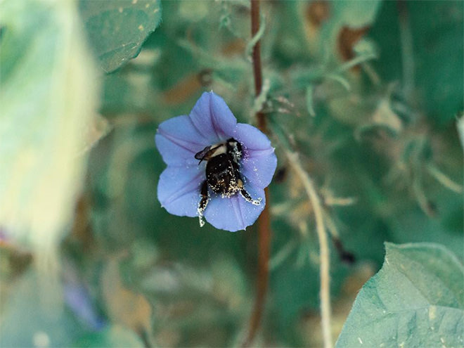 Bees can be restored and protected by using common sense, according to Greenpeace.
