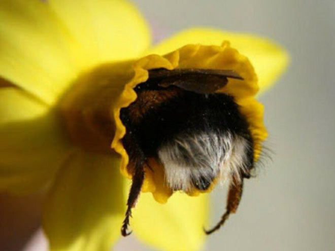 Without bees, our world would be very different.