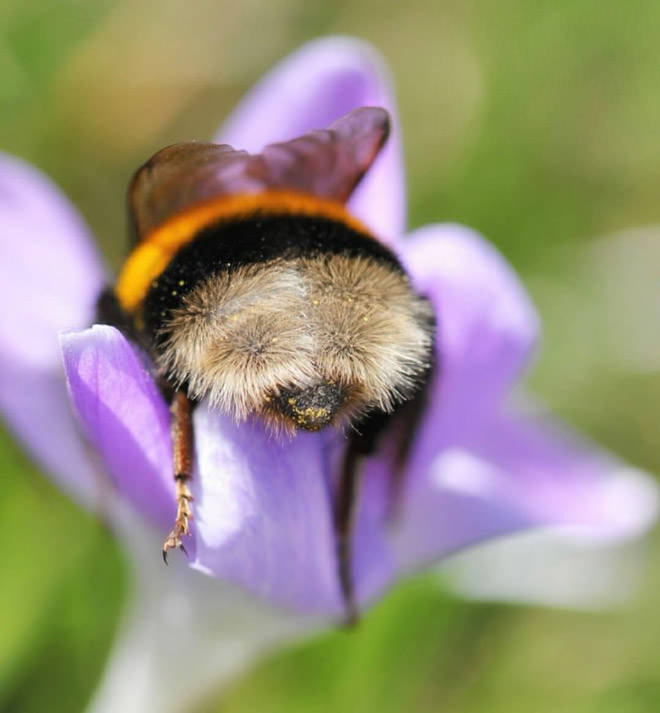 In order to collect more pollen between plants, bees have stiff hairs and pockets on their legs.