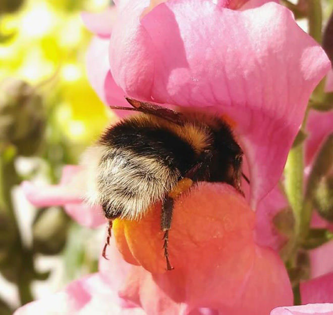 Due to their larger size and vibrations, bumblebees are most effective at pollinating certain crops.