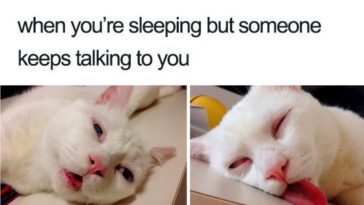 Funniest Sleep Memes