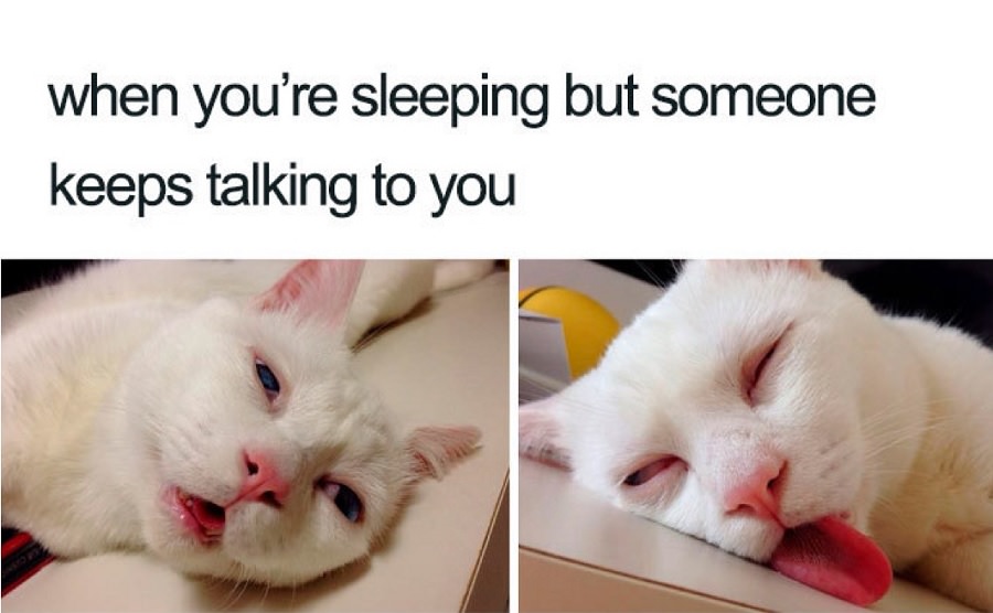Funniest Sleep Memes