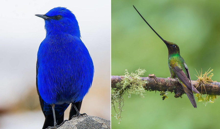 most beautiful birds