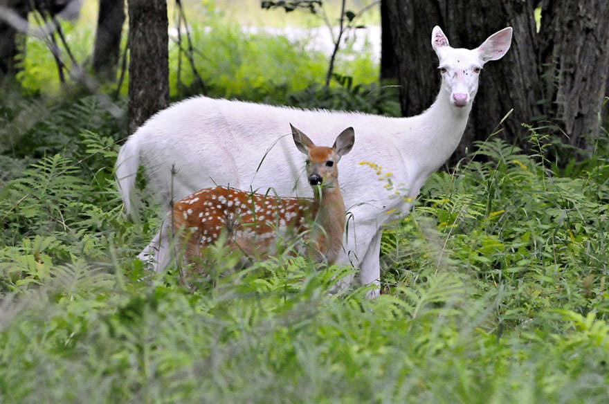 Albino deer and Her Fawn