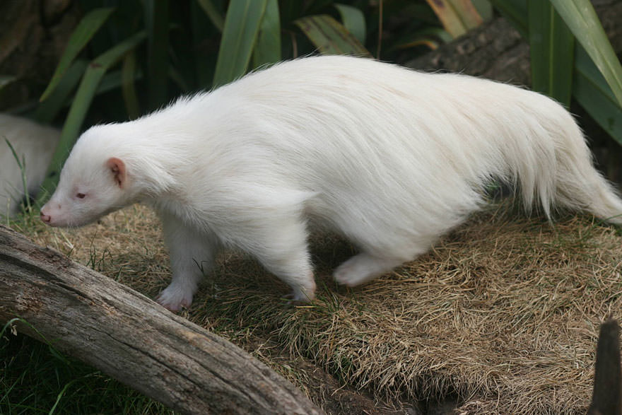 Albino skunk