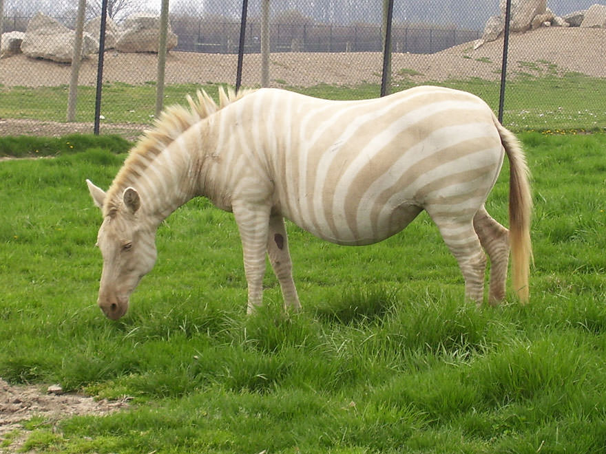 Albino zebra