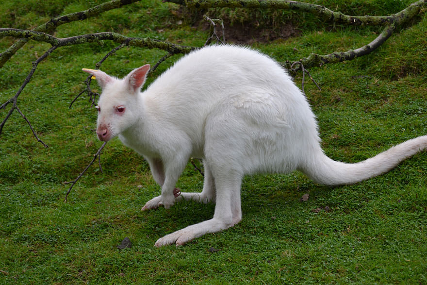 The Most Beautiful And Naturally White Animals In The World That You 