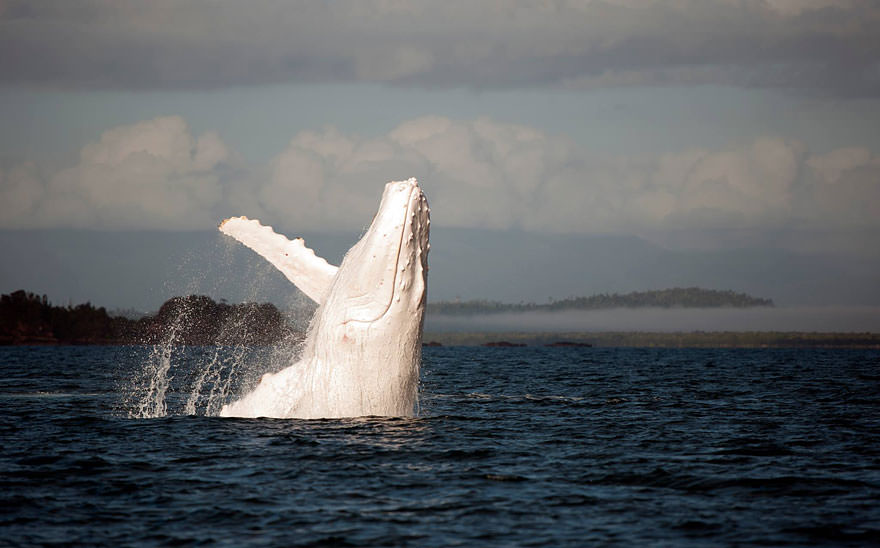 Albino humpback Whale'