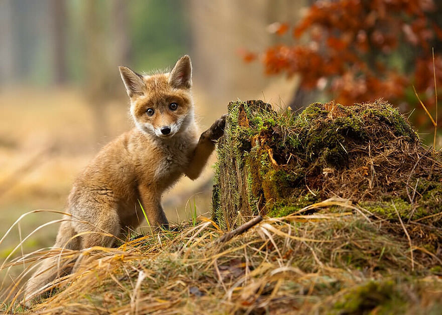 Baby fox