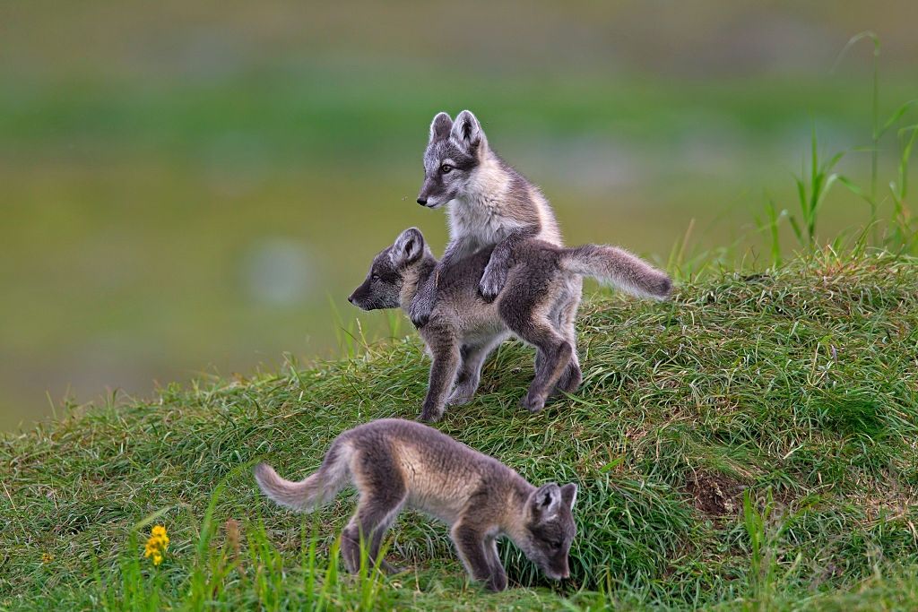 Arctic fox cubs at den on the tundra in summer, lapland, sweden