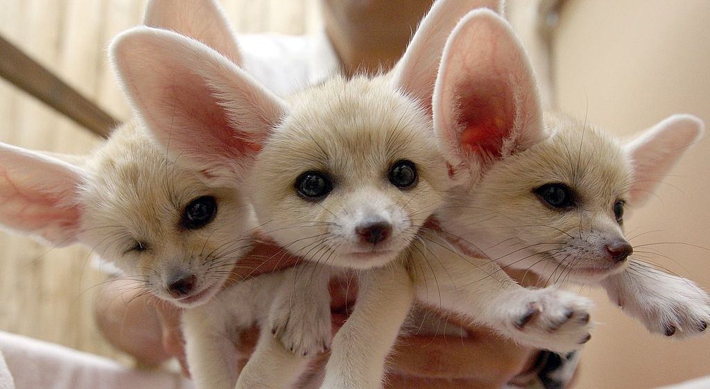 Beautiful Baby Foxes