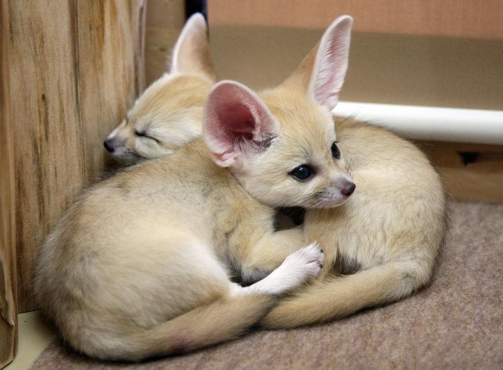Beautiful Baby Foxes.