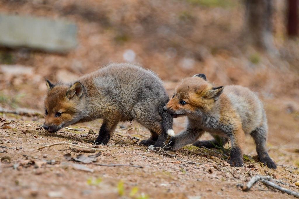 Foxes in russian far east