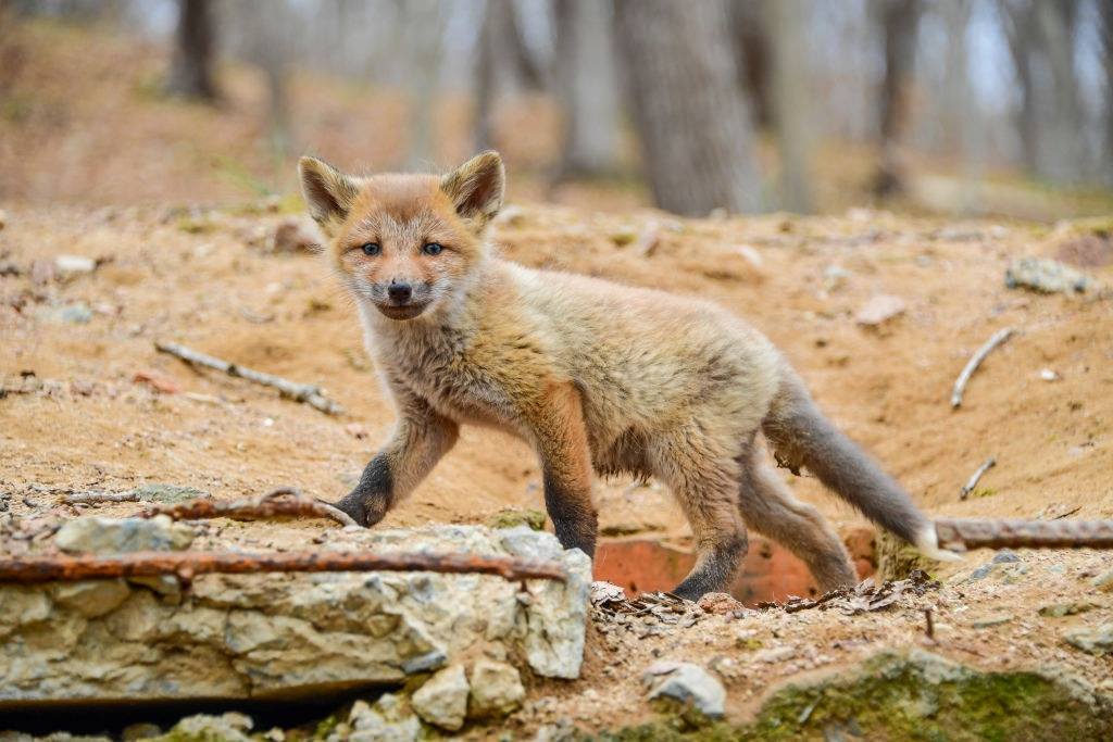 Foxes in russian far east