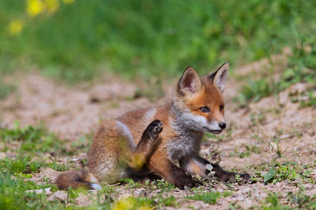 Red fox cub t scratching fur with hind leg.
