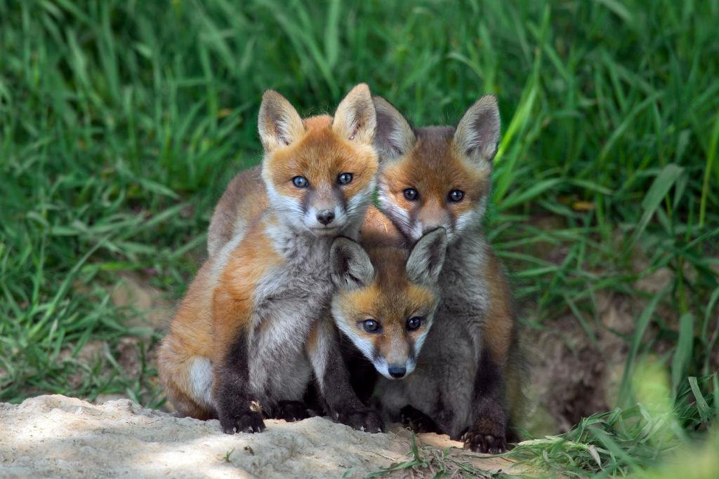 Three cute red fox cubs.