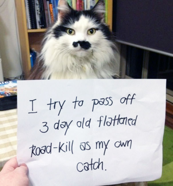 Guilty Rascal Cats Being Shamed for their Hilariously Horrible Crimes