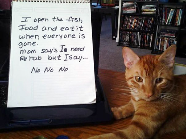 Guilty Rascal Cats Being Shamed for their Hilariously Horrible Crimes