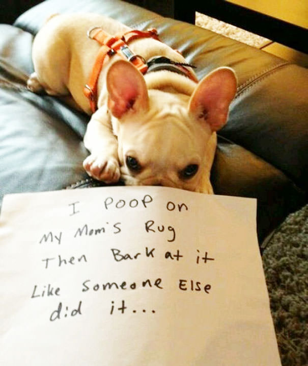 Hilarious Dog Shaming Pictures that Show Their Sweet Little Crimes