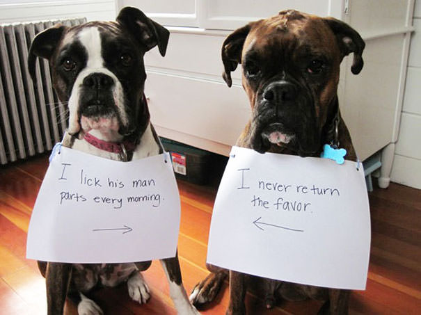 Hilarious Dog Shaming Pictures that Show Their Sweet Little Crimes