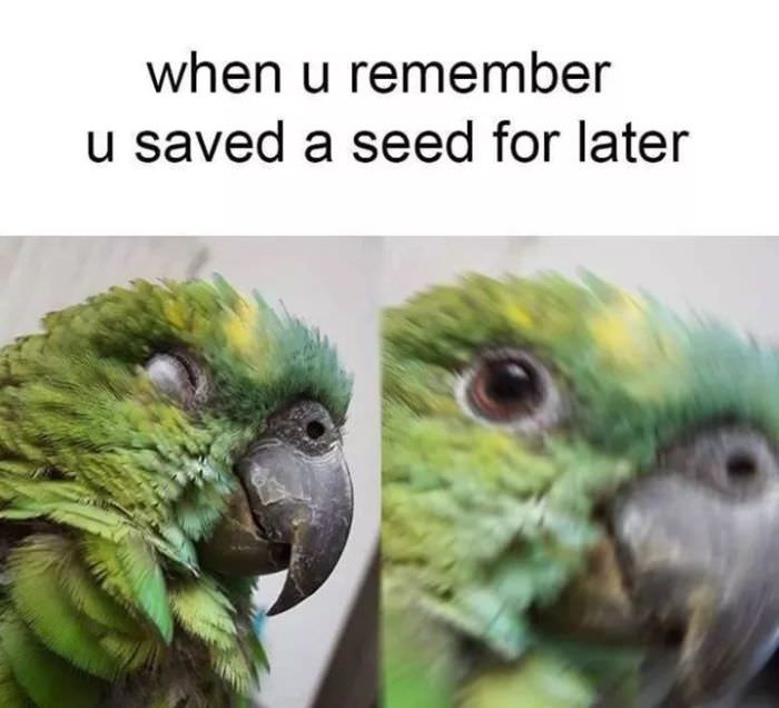 Hilarious Birds Memes That Are Guaranteed to Put a Smile on Your Face