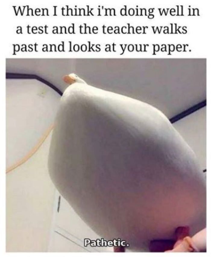 Hilarious Birds Memes That Are Guaranteed to Put a Smile on Your Face