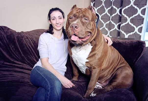‘Hulk,’ a 17-month-old pitbull who weighs 173.4lbs and is STILL growing!