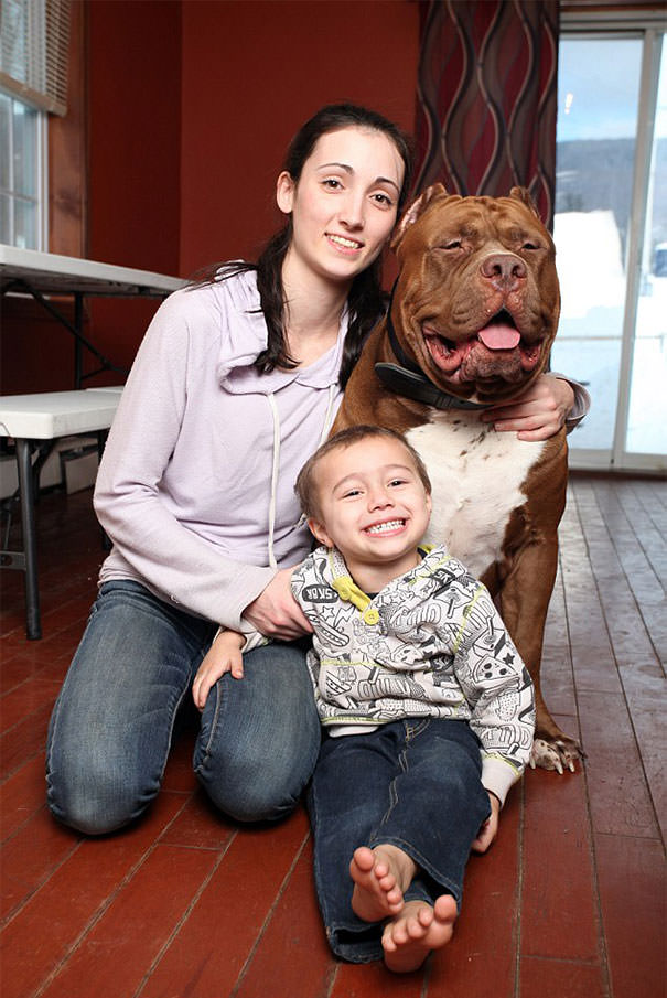 Hulk, The World's Greatest Pitbull who Weighs Around 78 KGs (174 lbs)