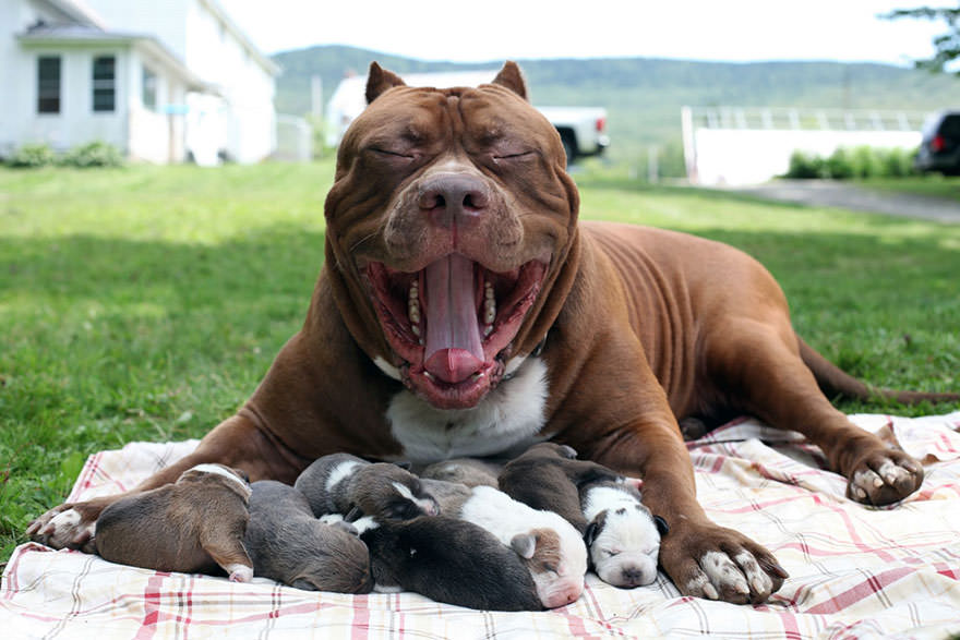 Hulk, The World's Greatest Pitbull who Weighs Around 78 KGs (174 lbs)