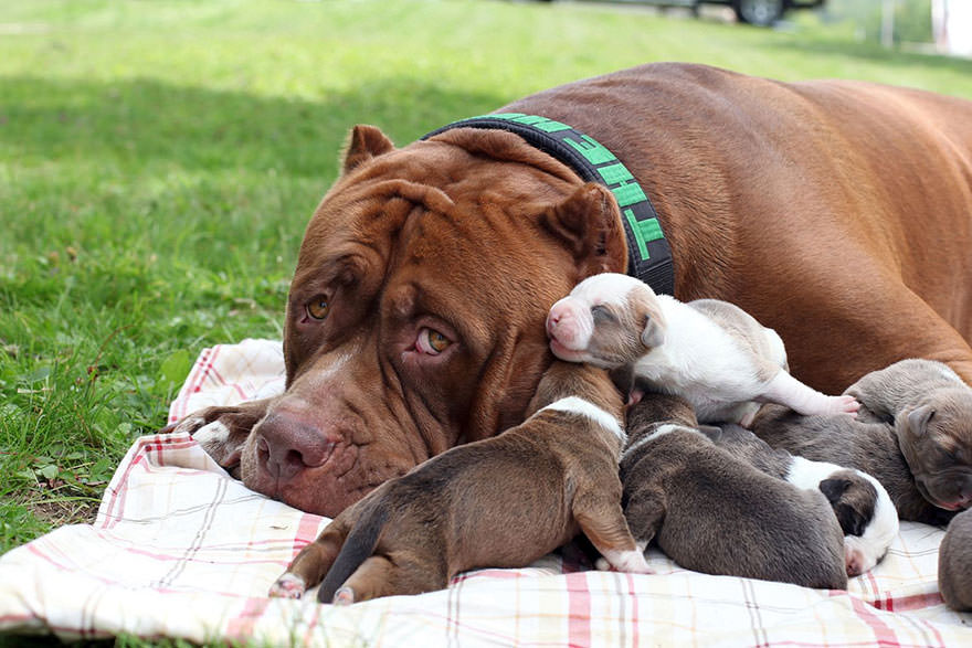Hulk is a gentle giant and a great father. He will think nothing of laying down and licking his young puppies