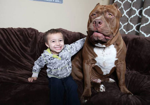 Owner Marlon Grannon trusts Hulk with his 3-year-old son, Jordan