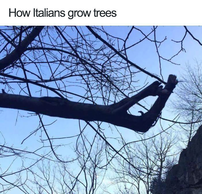 Italian trees