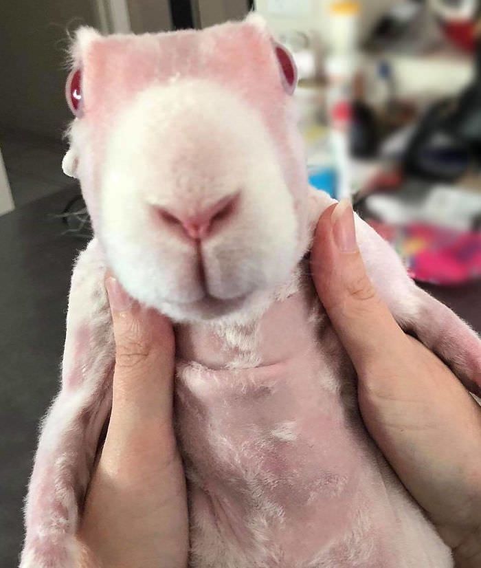 Mr Bigglesworth, The Hairless Rabbit, who became an Instagram Star