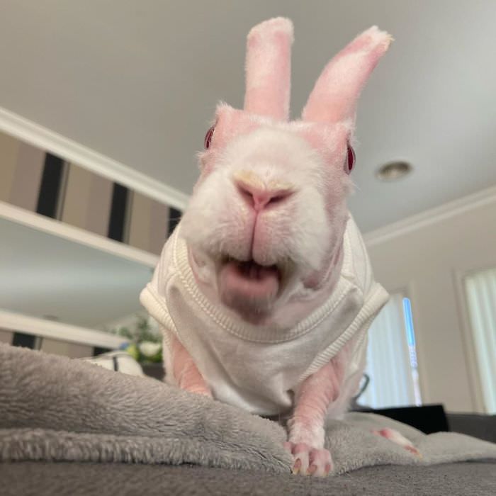 Mr Bigglesworth, The Hairless Rabbit, who became an Instagram Star