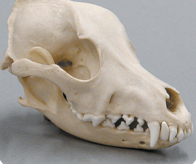 These Photos of a Pug Skull Depict Why They Have Shorter Lifespan