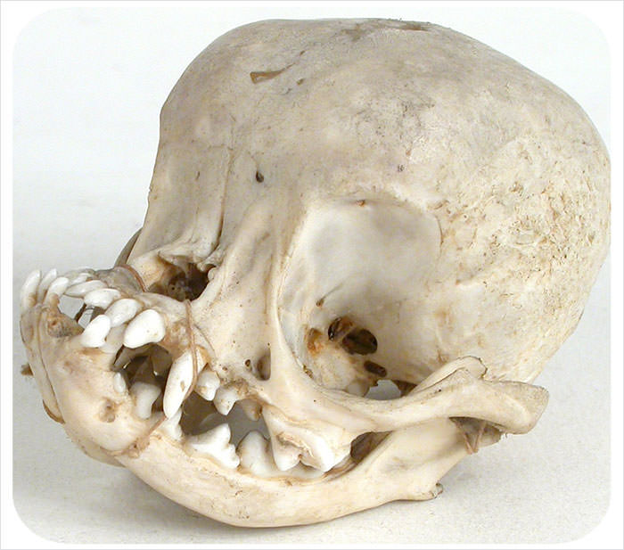 These Photos of a Pug Skull Depict Why They Have Shorter Lifespan