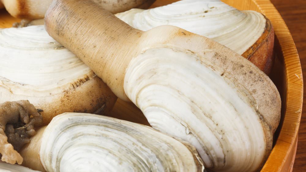 Geoduck