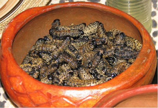 Mopane Worms – Southern Africa