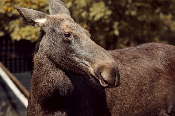 Jellied Moose Nose (Canada)