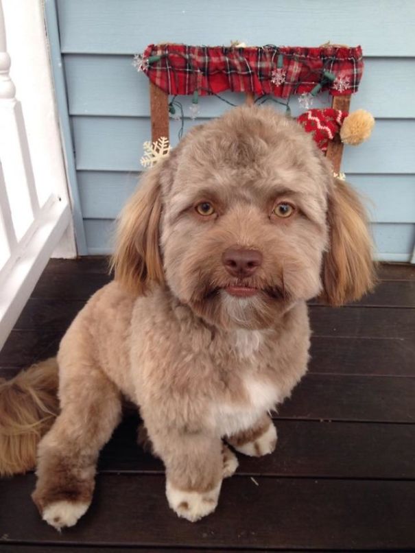 Yogi, An Adorable Dog with a Human Face that Will Make you Say Woah