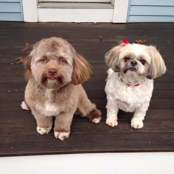 Yogi, An Adorable Dog with a Human Face that Will Make you Say Woah