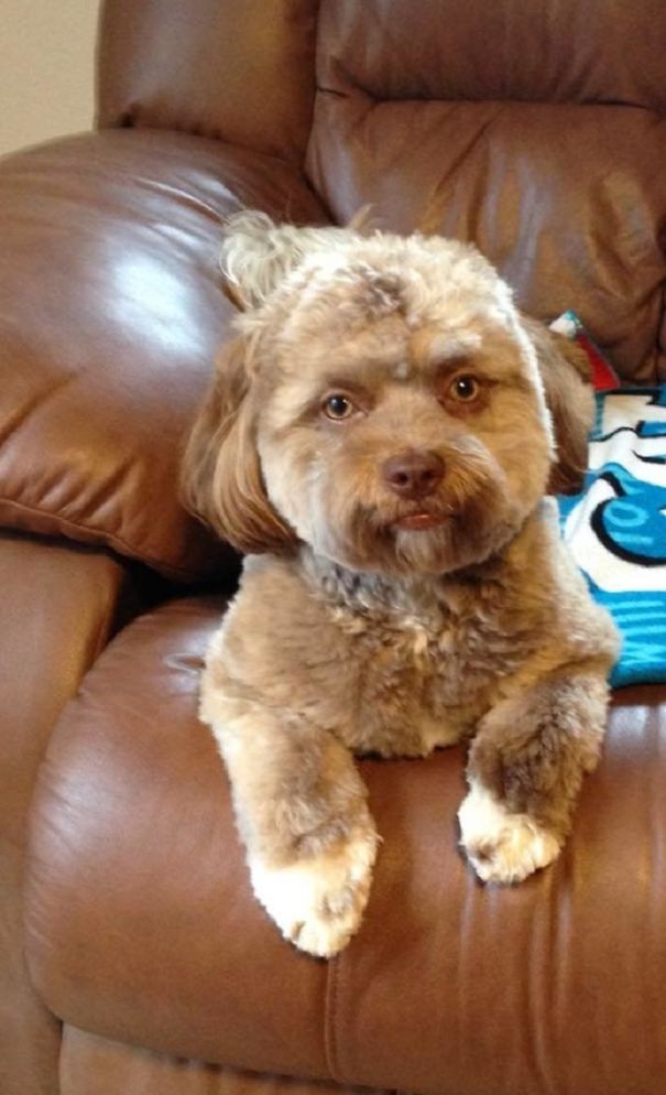 Yogi, An Adorable Dog with a Human Face that Will Make you Say Woah