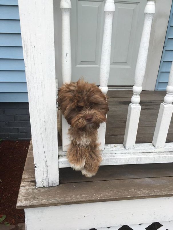 Yogi, An Adorable Dog with a Human Face that Will Make you Say Woah