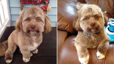 Dog with Human Face